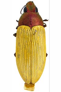 Castiarina pallidipennis, PL1423, female, EP, 11.7 × 4.4 mm